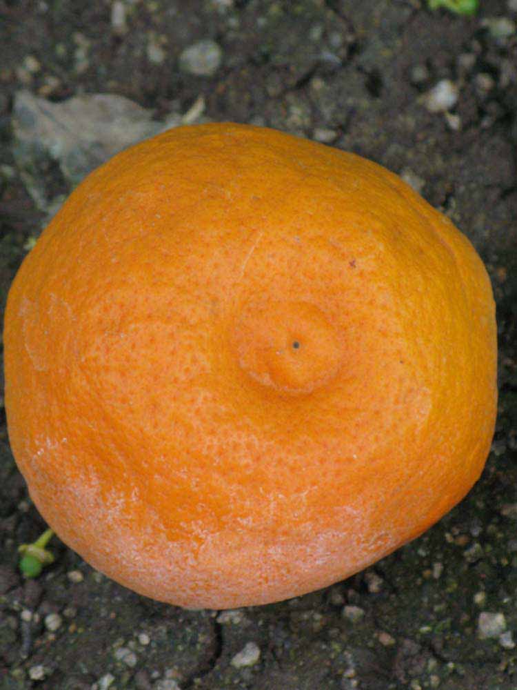              Fruit (Dancy Weshart, Riverside, CA)       